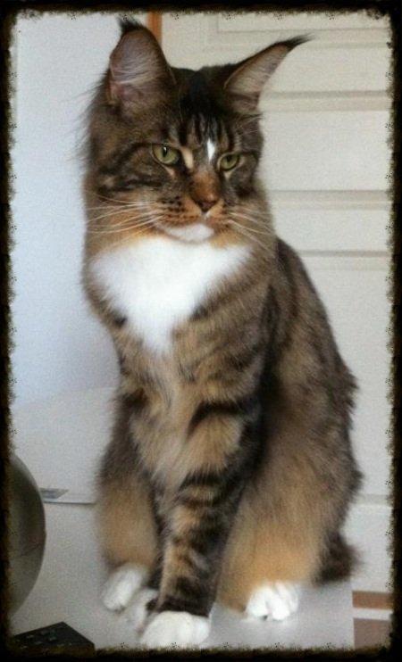Maine Coon Igor billede 5
