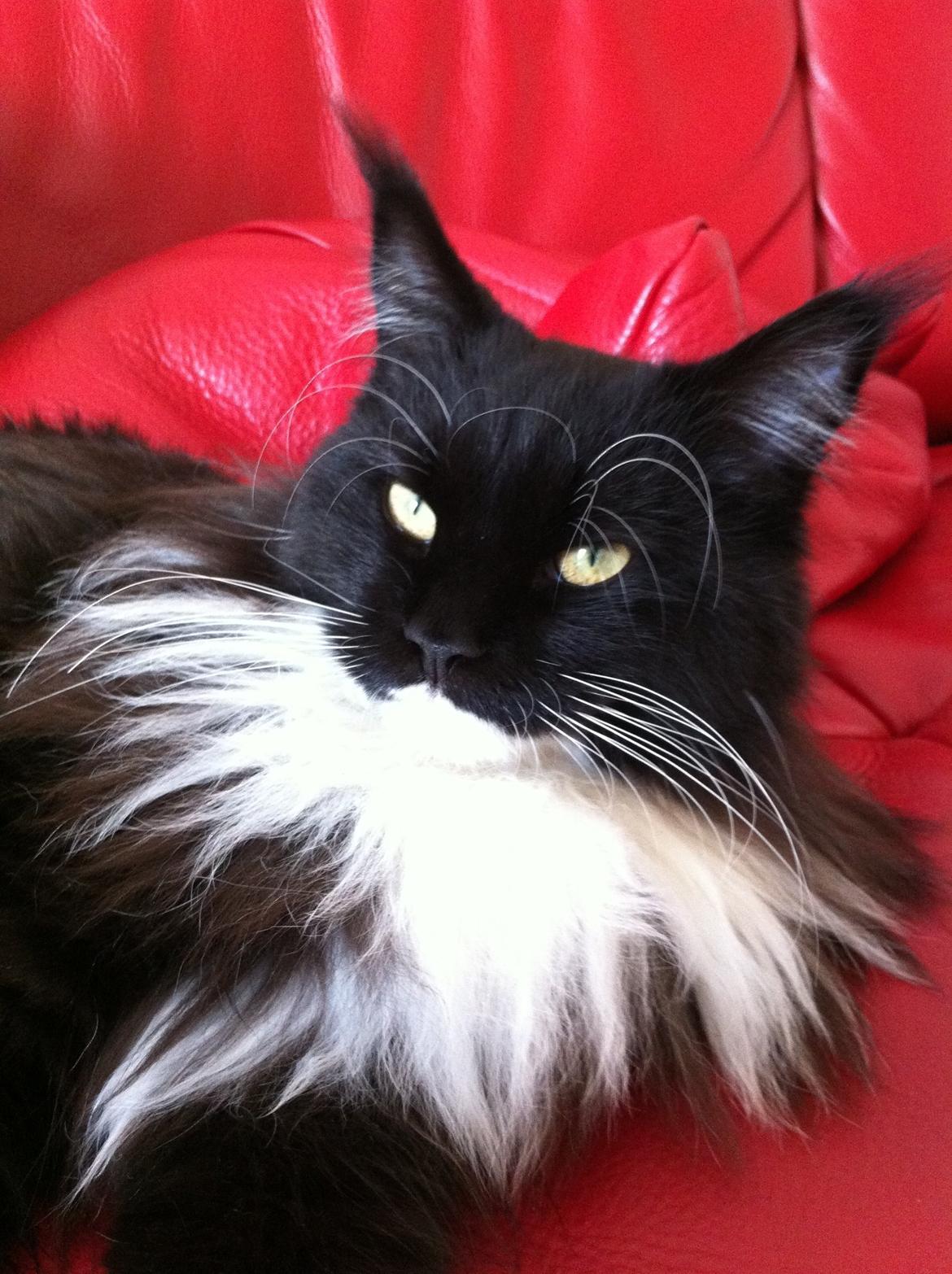 Maine Coon Jackie (Jack Sparrow) billede 1