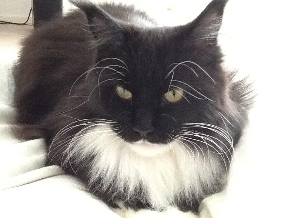 Maine Coon Jackie (Jack Sparrow) billede 2