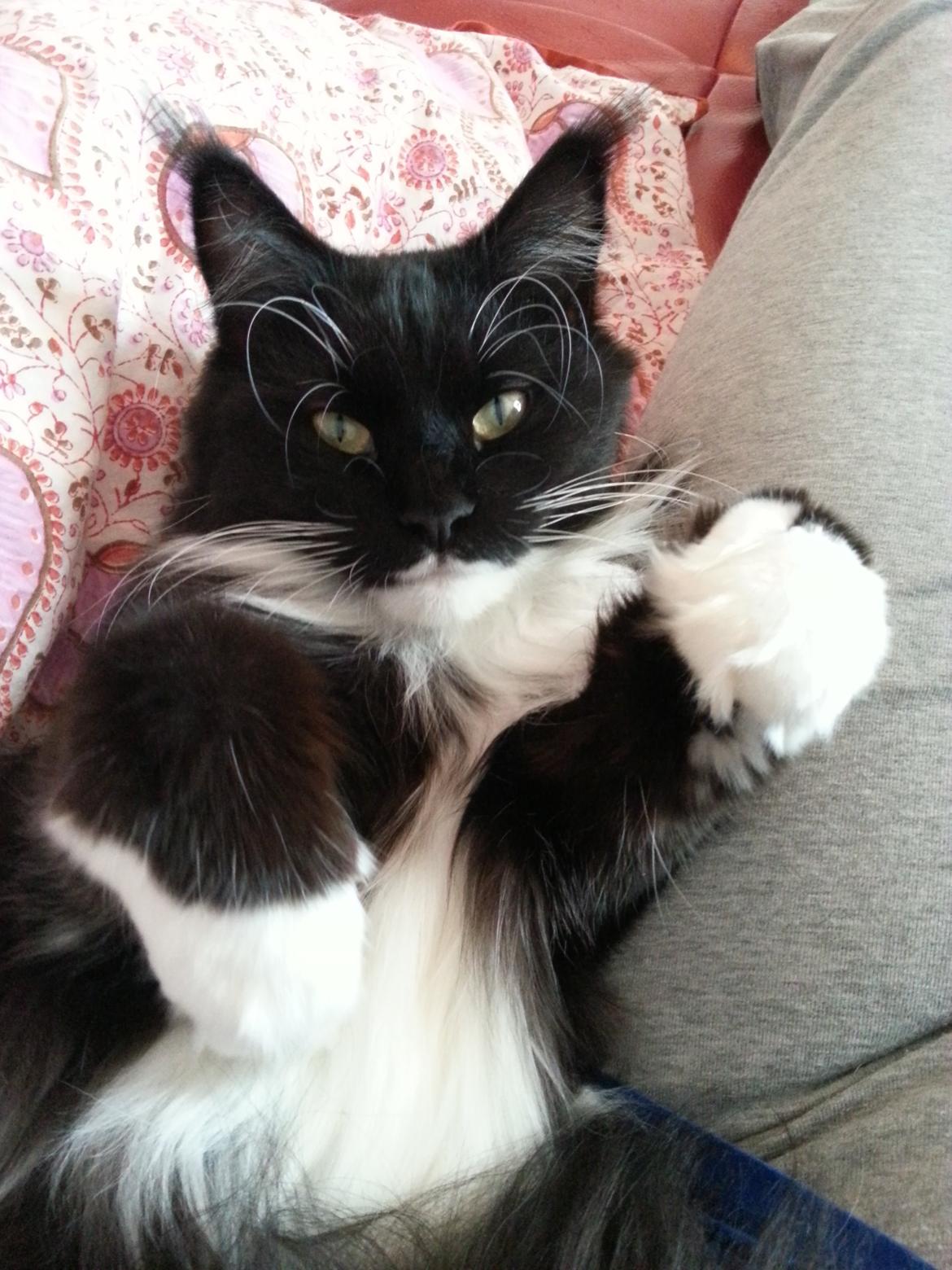 Maine Coon Jackie (Jack Sparrow) billede 3