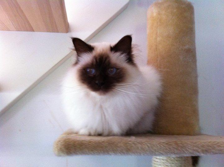 Hellig Birma Balou billede 11