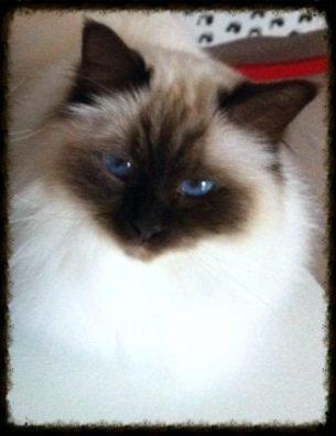 Hellig Birma Balou billede 12