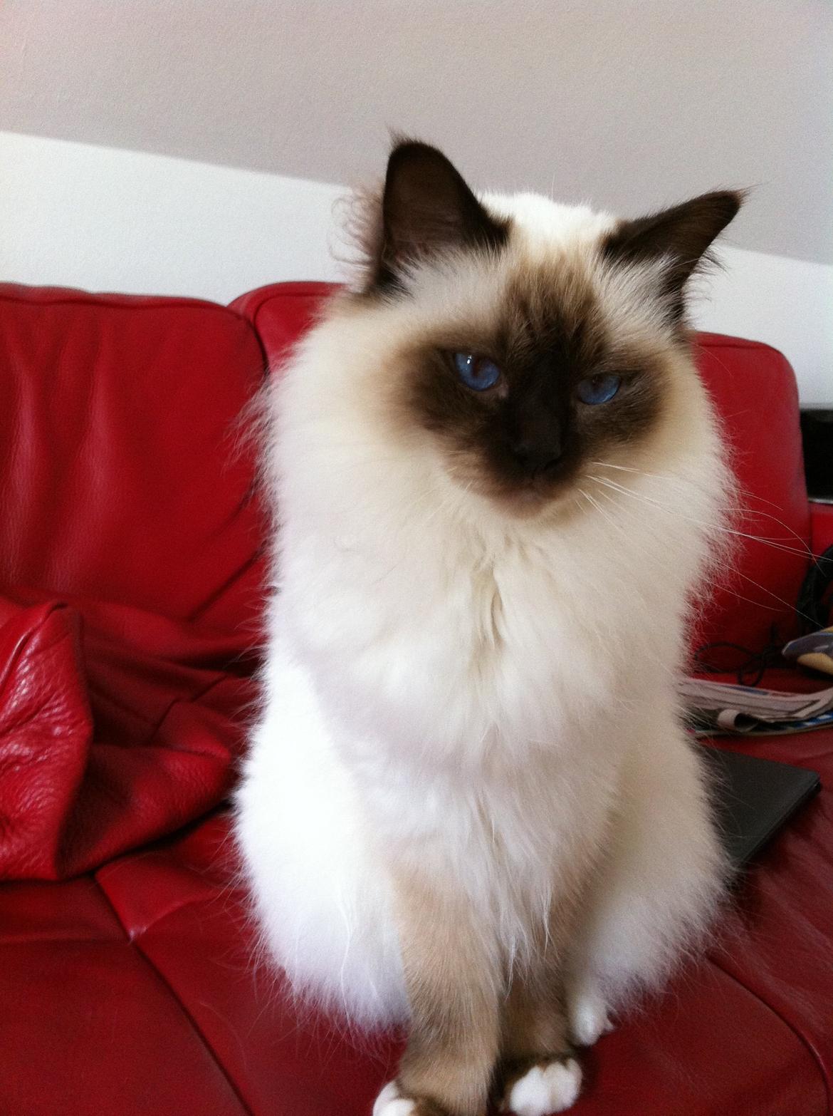 Hellig Birma Balou billede 13