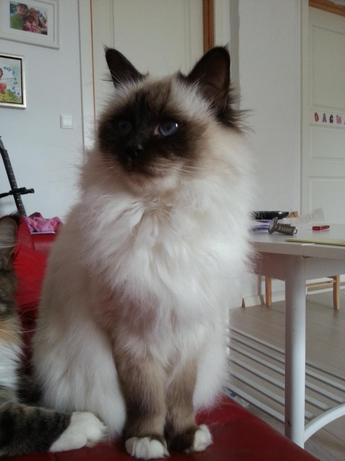 Hellig Birma Balou billede 14