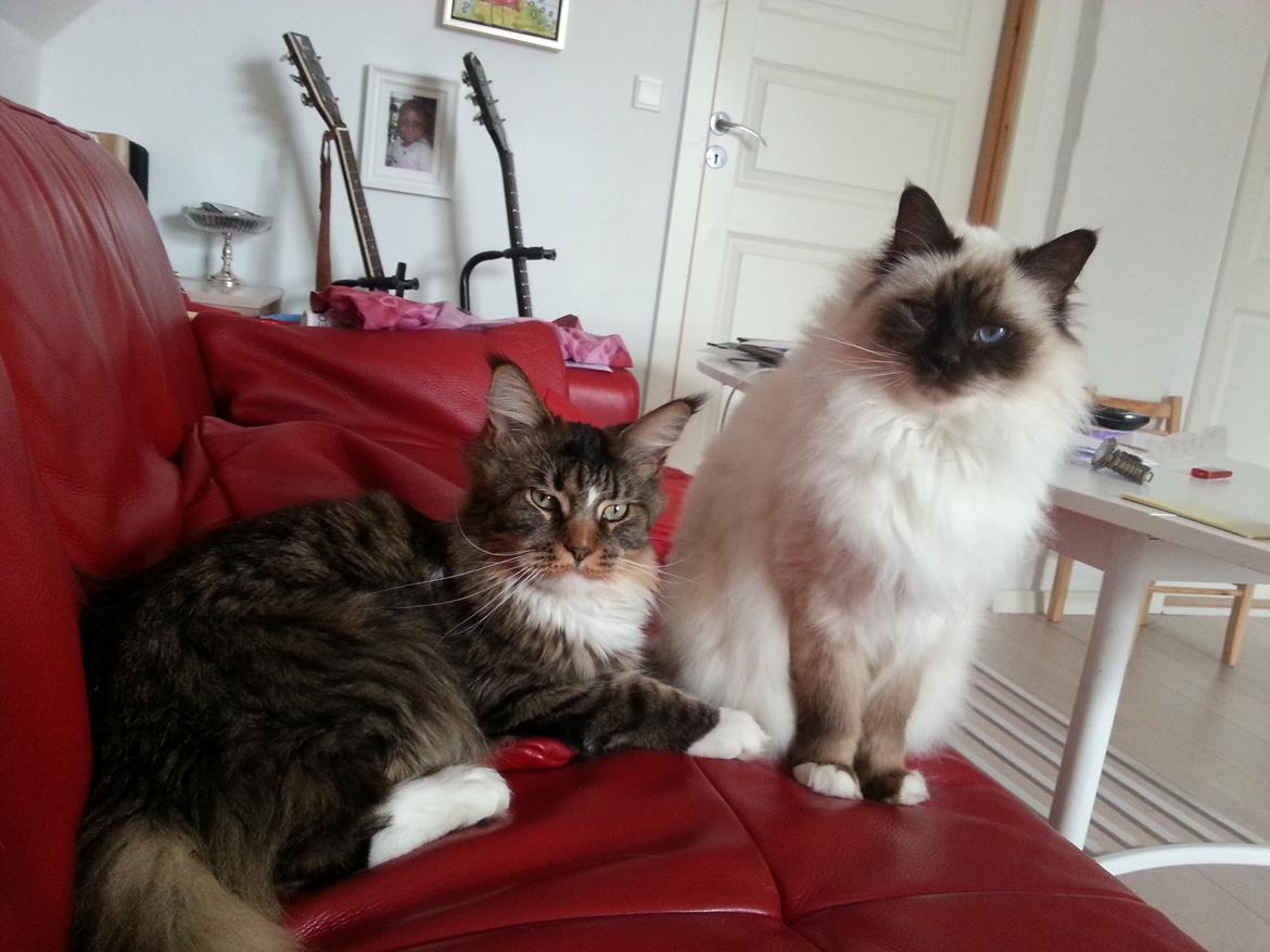 Hellig Birma Balou billede 15