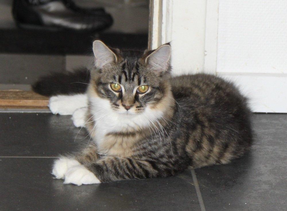Maine Coon Maika billede 7