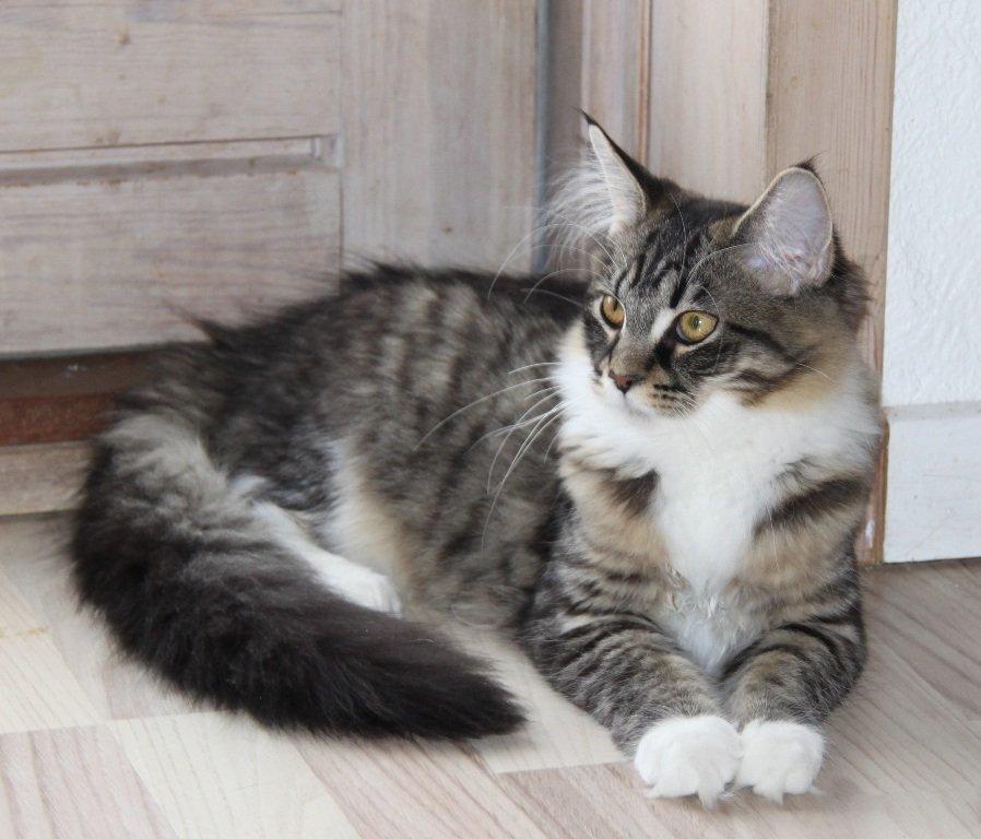 Maine Coon Maika billede 2