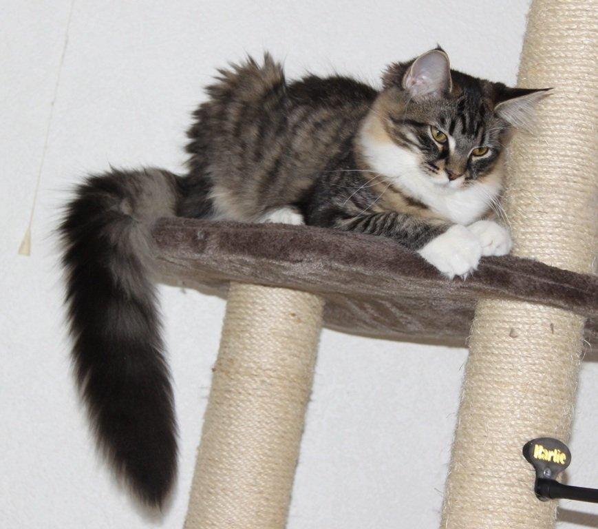 Maine Coon Maika billede 3