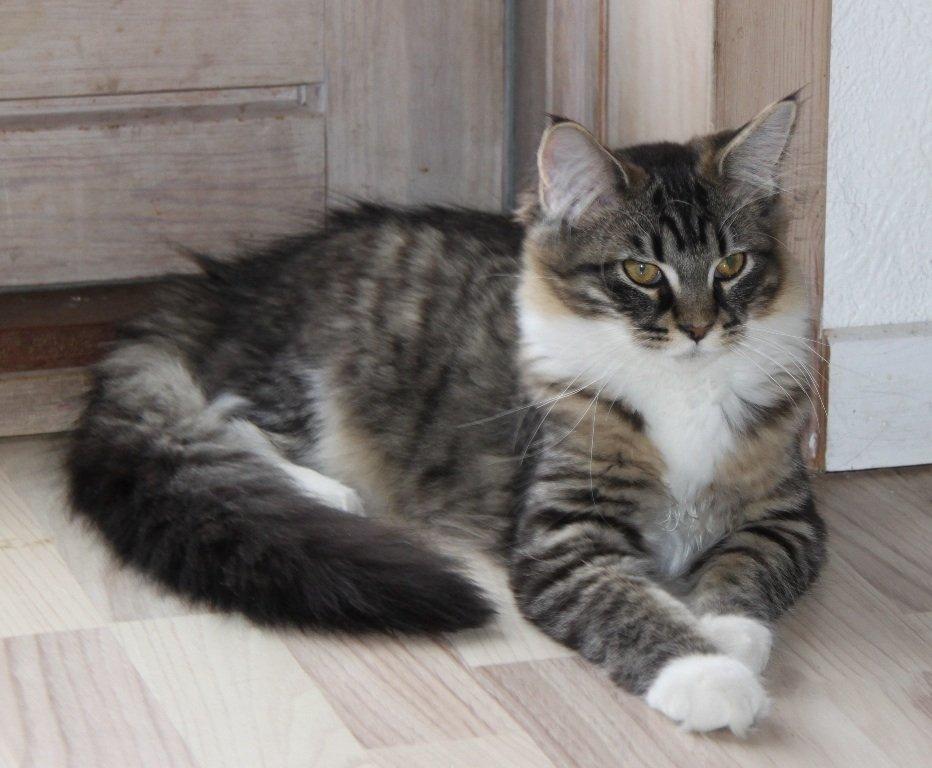 Maine Coon Maika billede 1