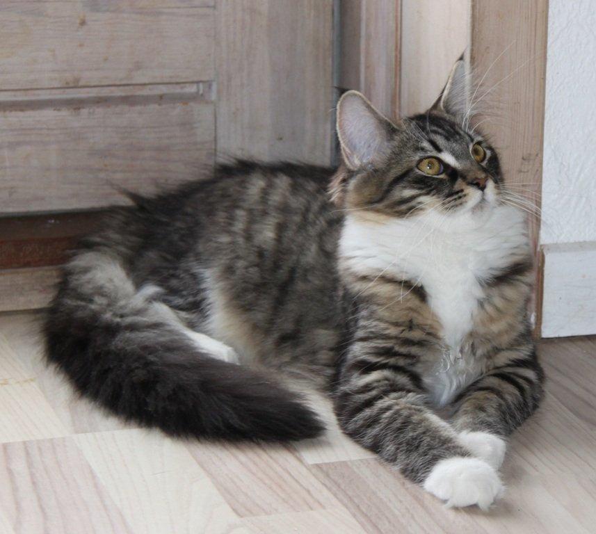 Maine Coon Maika billede 4
