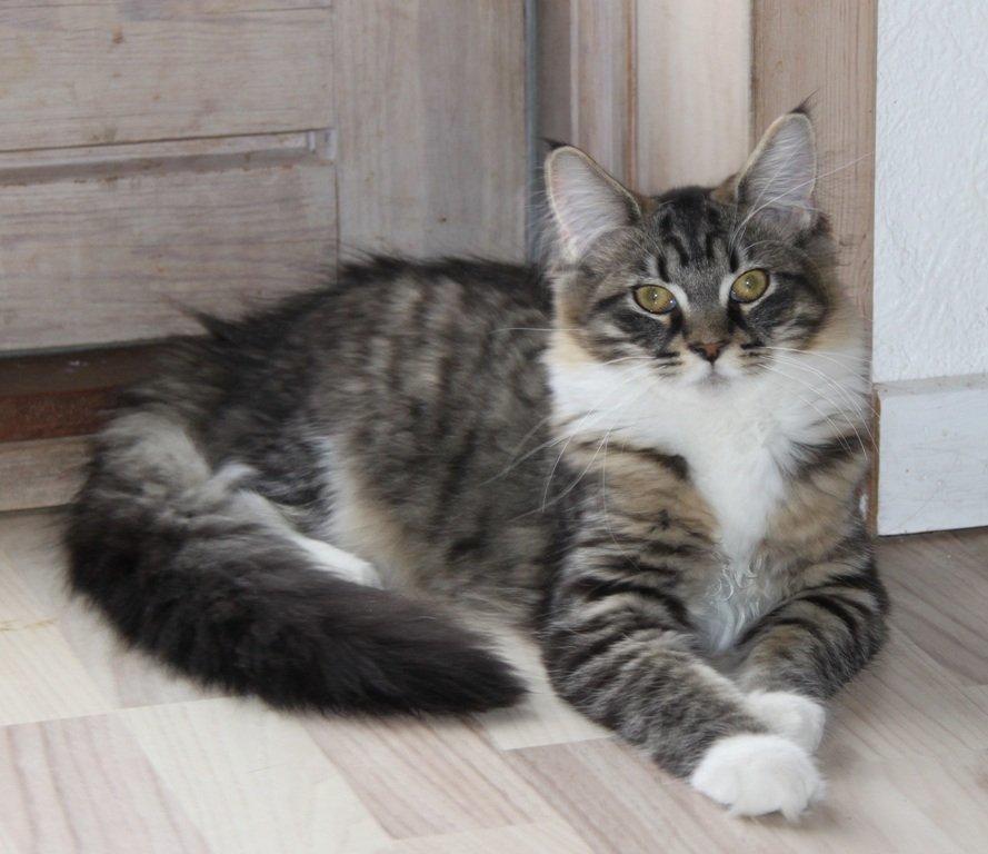 Maine Coon Maika billede 5