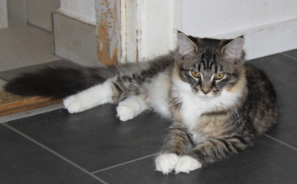 Maine Coon Maika billede 6