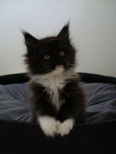 Maine Coon Jackie (Jack Sparrow) billede 4