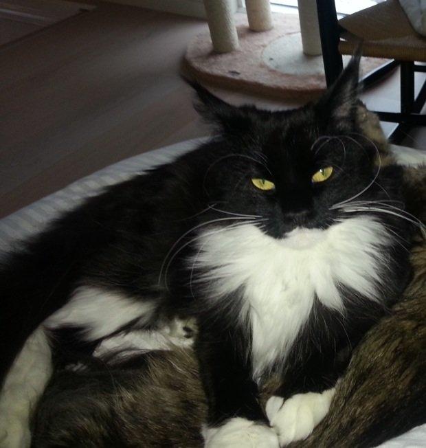 Maine Coon Jackie (Jack Sparrow) billede 6