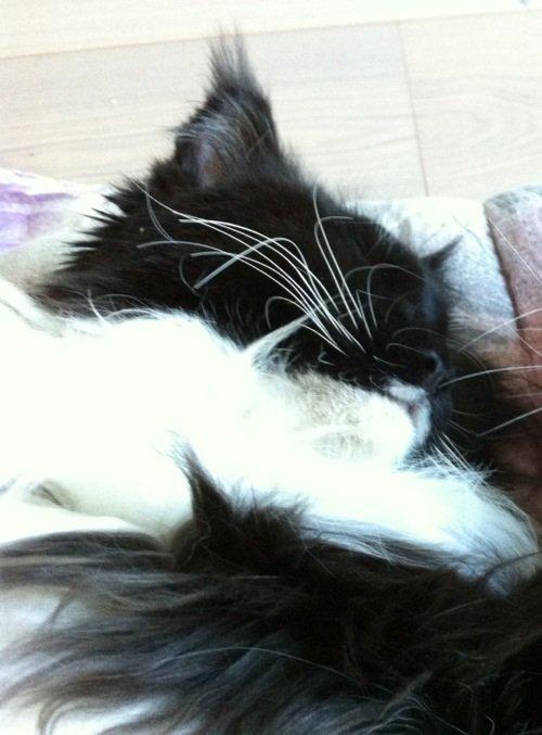 Maine Coon Jackie (Jack Sparrow) billede 5