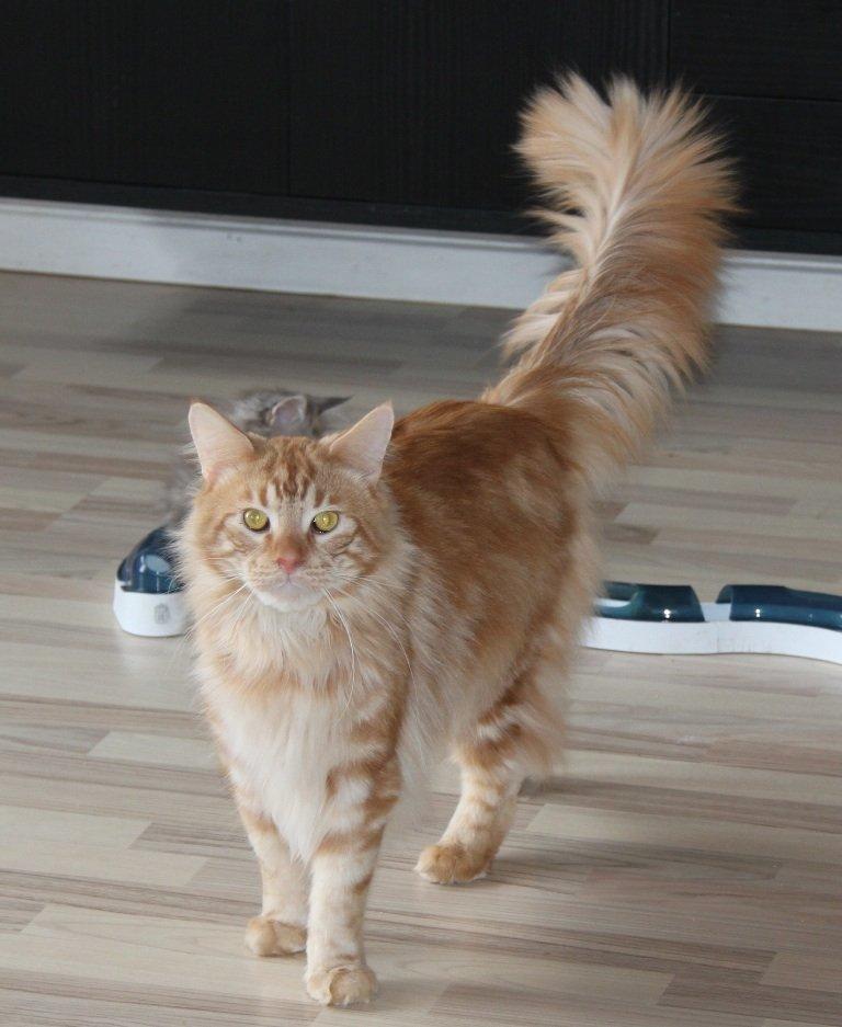 Maine Coon Samson billede 5