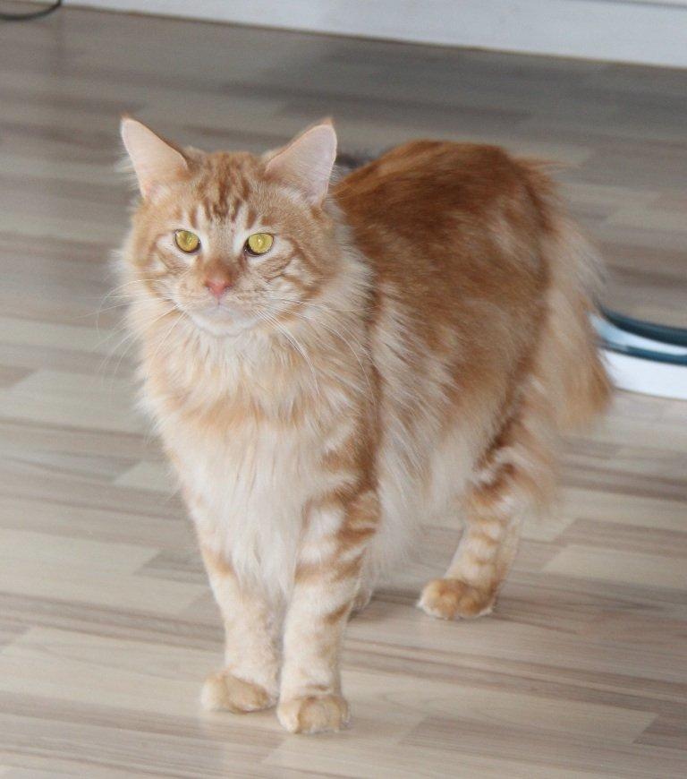 Maine Coon Samson billede 6