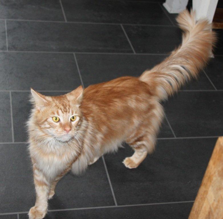 Maine Coon Samson billede 8