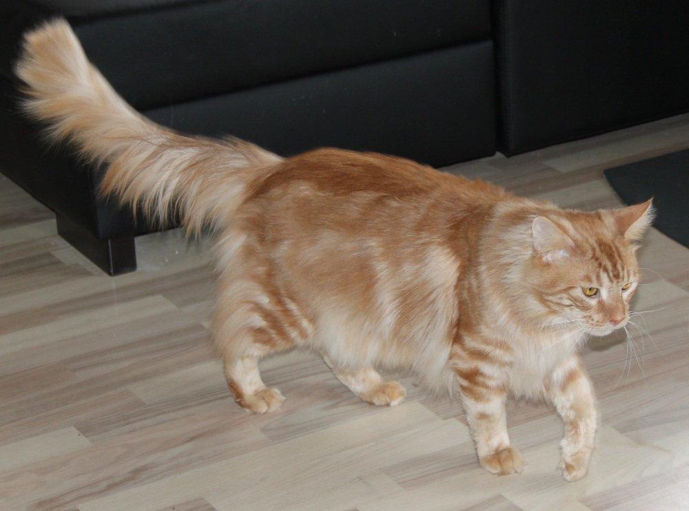 Maine Coon Samson billede 9