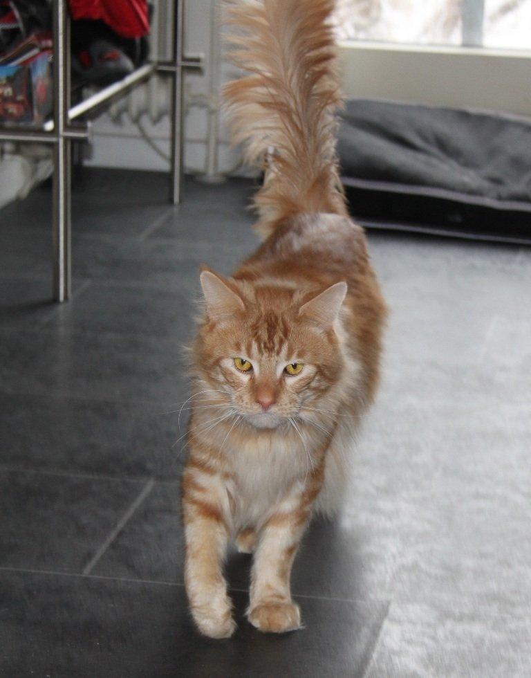 Maine Coon Samson billede 10