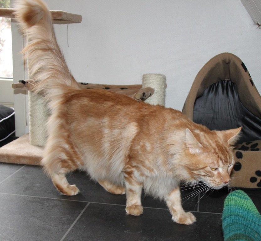 Maine Coon Samson billede 11