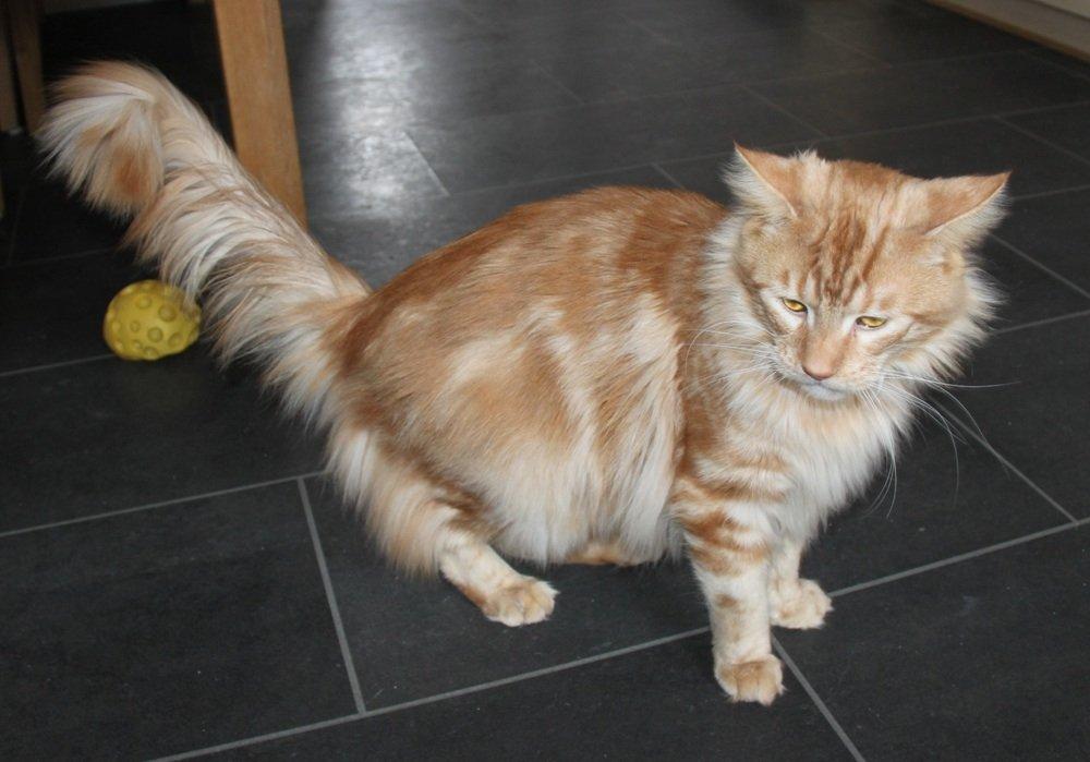 Maine Coon Samson billede 12