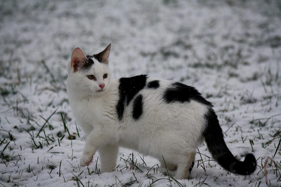 Blanding af racer ZOEY billede 12