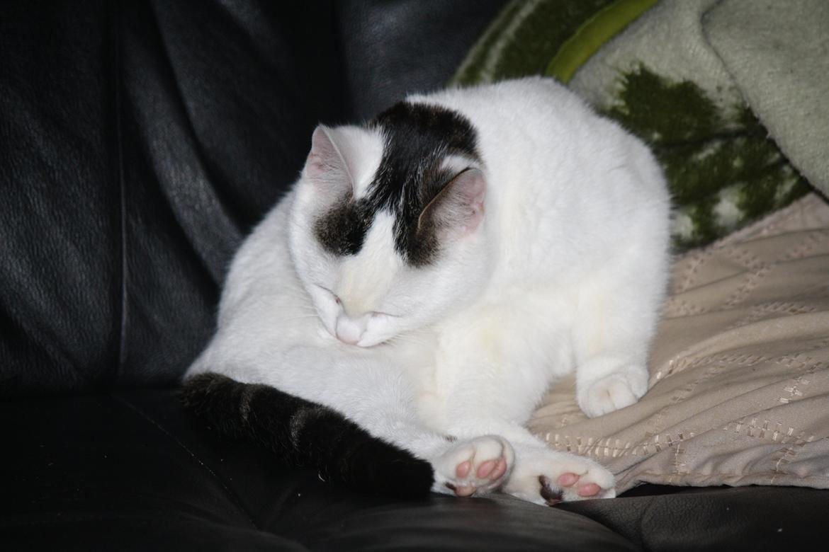 Blanding af racer ZOEY billede 13