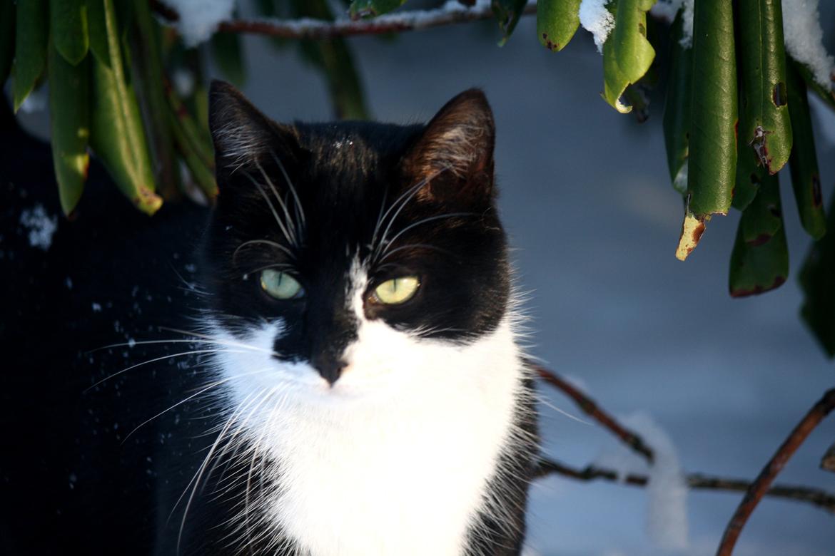 Blanding af racer COCO SURPRISE *Sov sødt min engel :’-(<3* billede 13