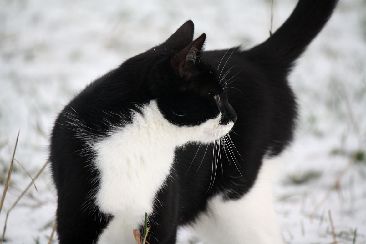 Blanding af racer COCO SURPRISE *Sov sødt min engel :’-(<3* billede 15