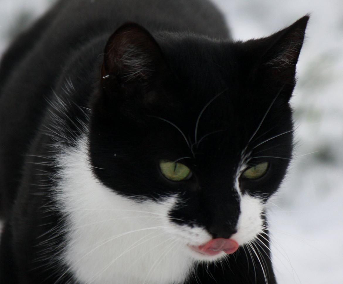 Blanding af racer COCO SURPRISE *Sov sødt min engel :’-(<3* billede 16