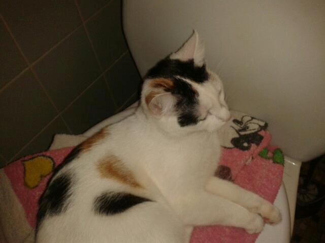 Huskat Duchess billede 6