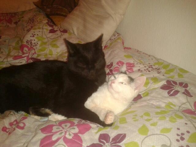 Huskat Duchess billede 7