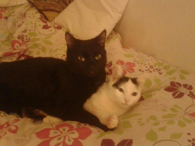 Huskat Blackie 2 billede 6