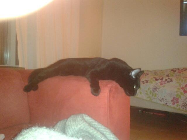 Huskat Blackie 2 billede 7