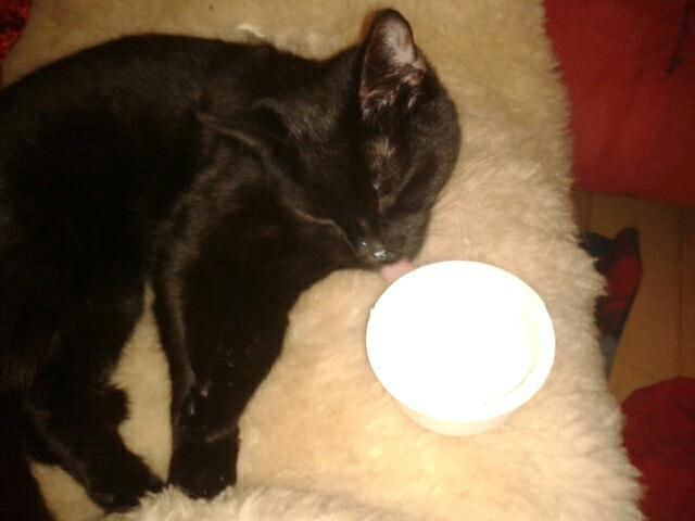 Huskat Blackie 2 billede 8