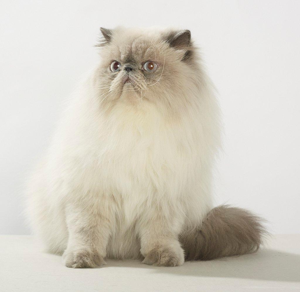 Colorpoint DK White Secret Ya-Hoo - Min basse var forbi professionel fotograf på Vild med dyr messen billede 3