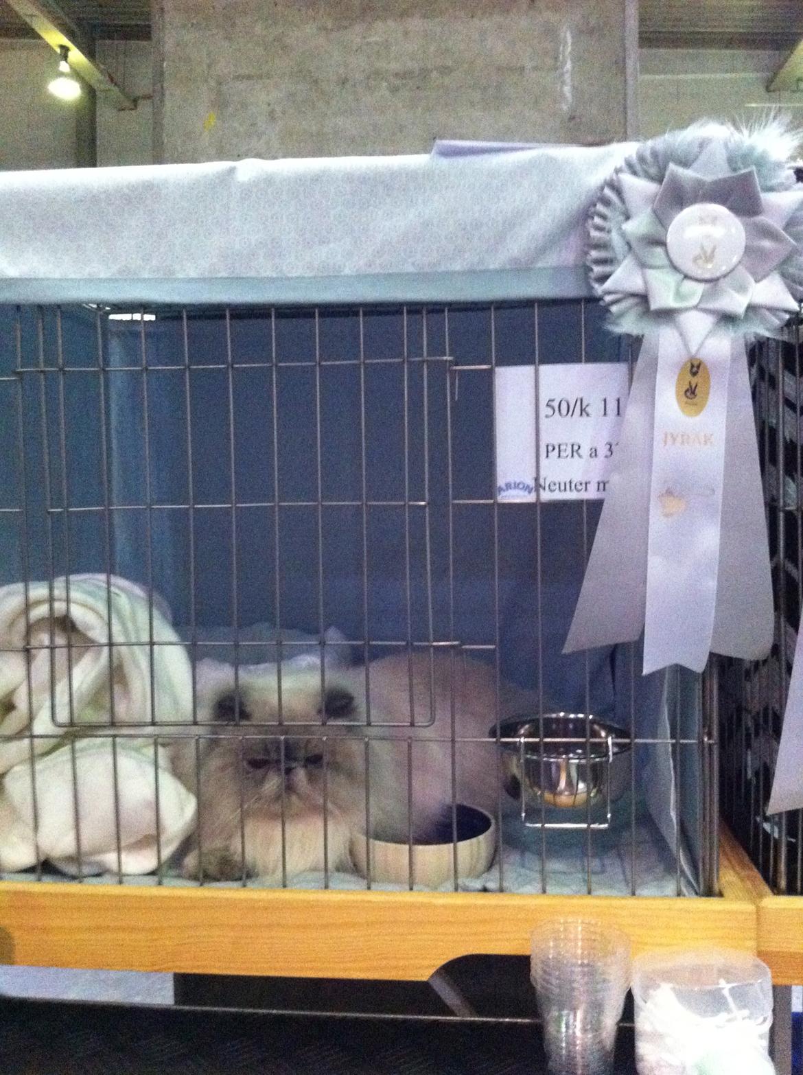 Colorpoint DK White Secret Ya-Hoo - Til Vild med dyr udstillingen  
Fredericia 2013 billede 13