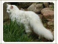 Maine Coon DK Lykke katte's Presley billede 1