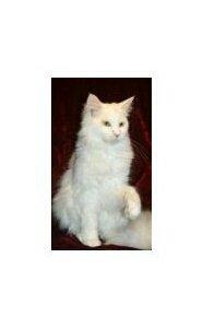 Maine Coon DK Lykke katte's Presley billede 2