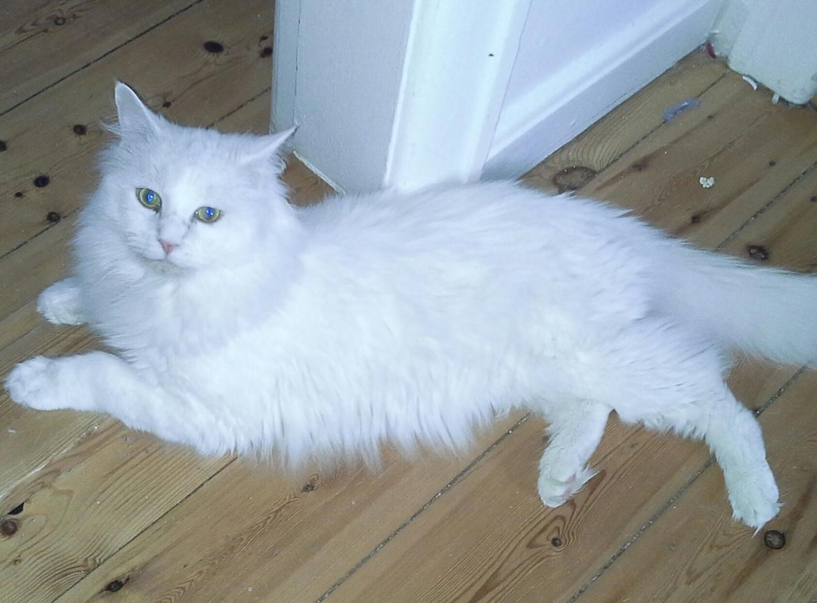 Maine Coon DK Lykke katte's Presley billede 3