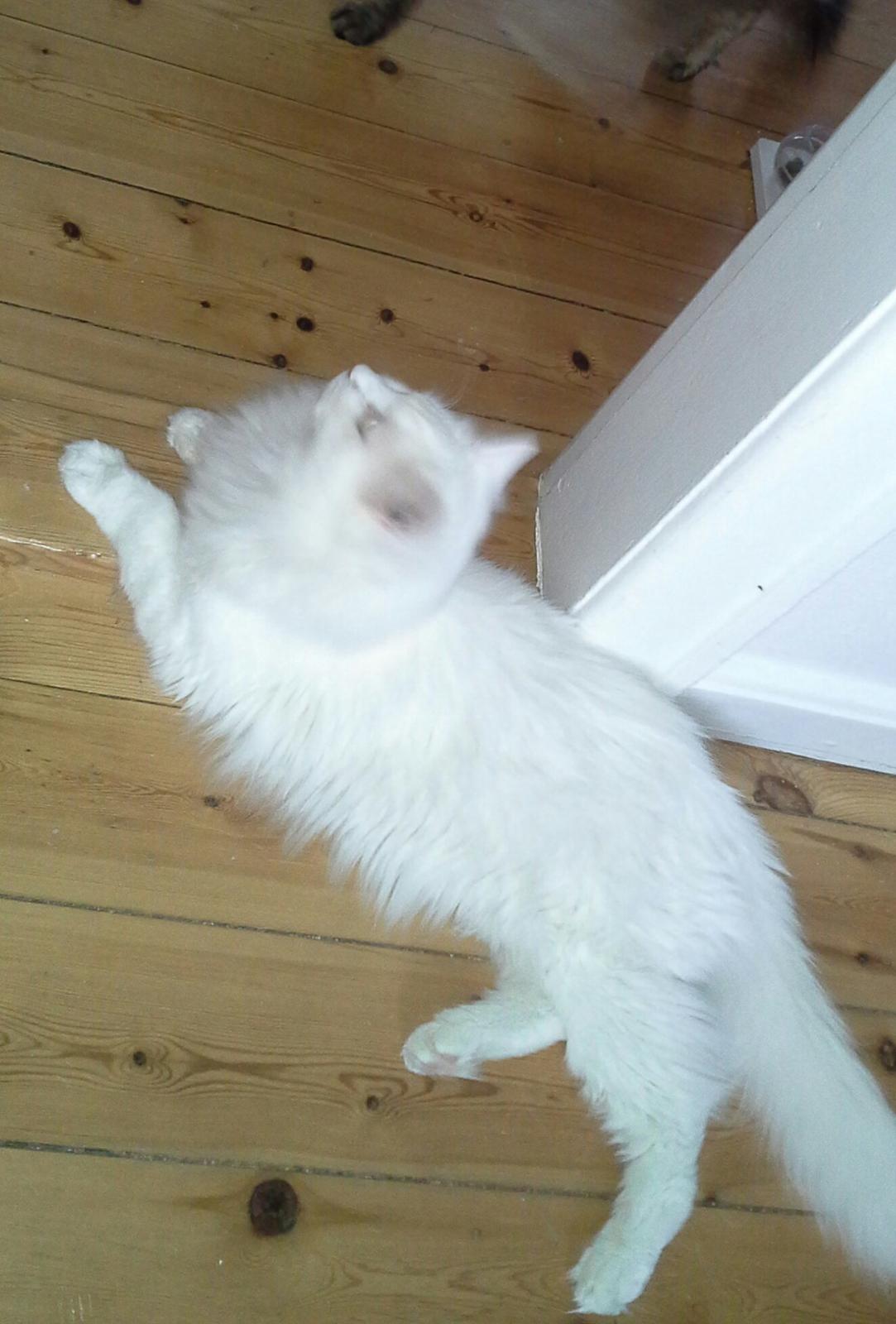 Maine Coon DK Lykke katte's Presley billede 4