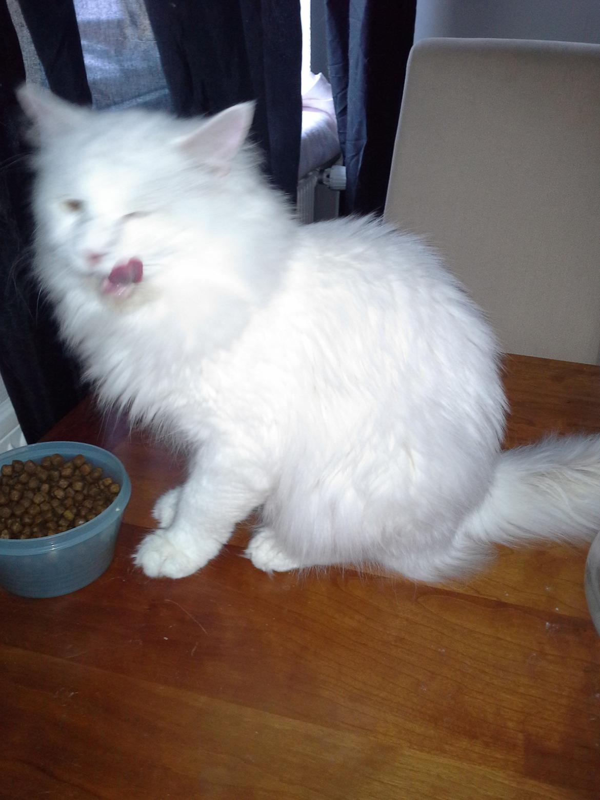 Maine Coon DK Lykke katte's Presley billede 5