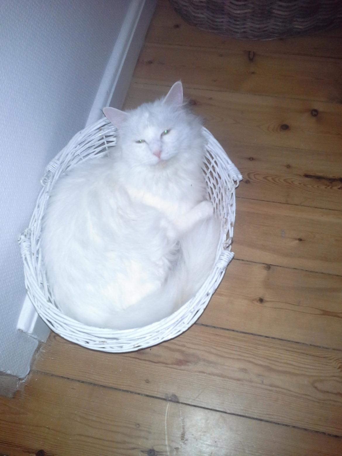 Maine Coon DK Lykke katte's Presley billede 6