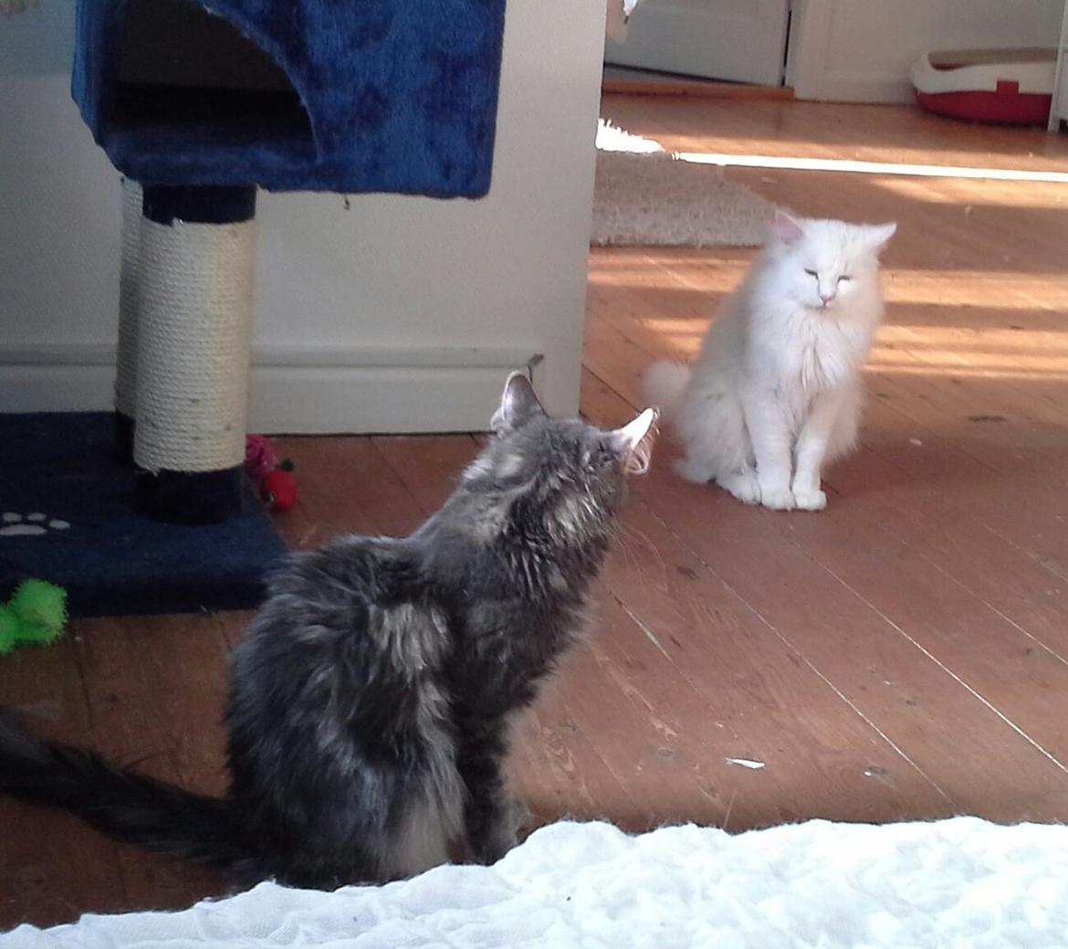 Maine Coon DK Lykke katte's Presley billede 7