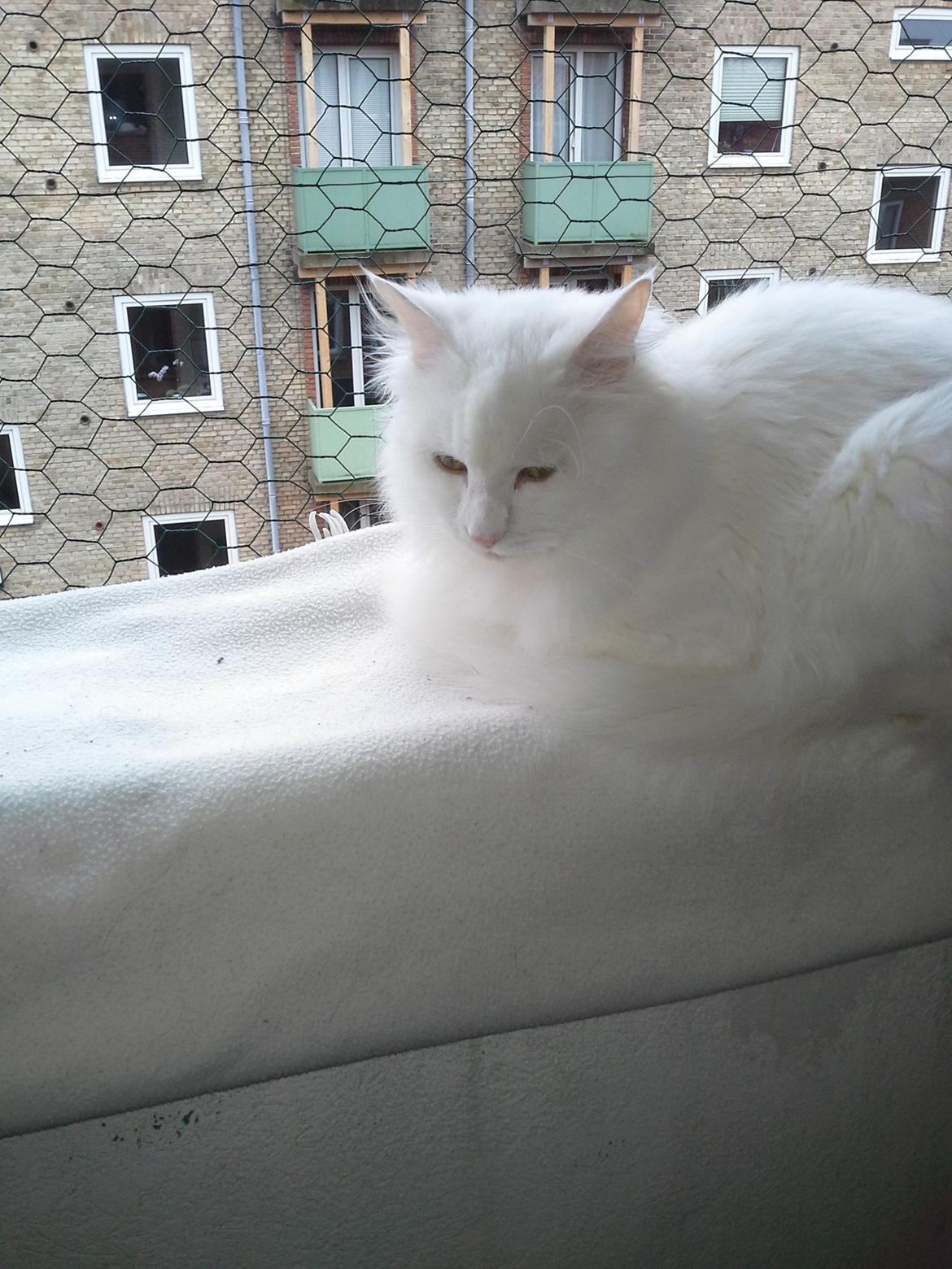 Maine Coon DK Lykke katte's Presley billede 8