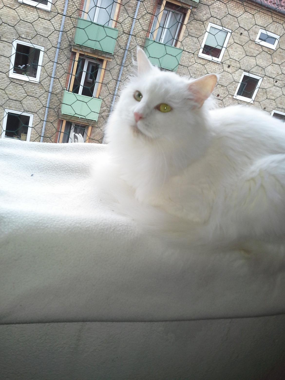 Maine Coon DK Lykke katte's Presley billede 9