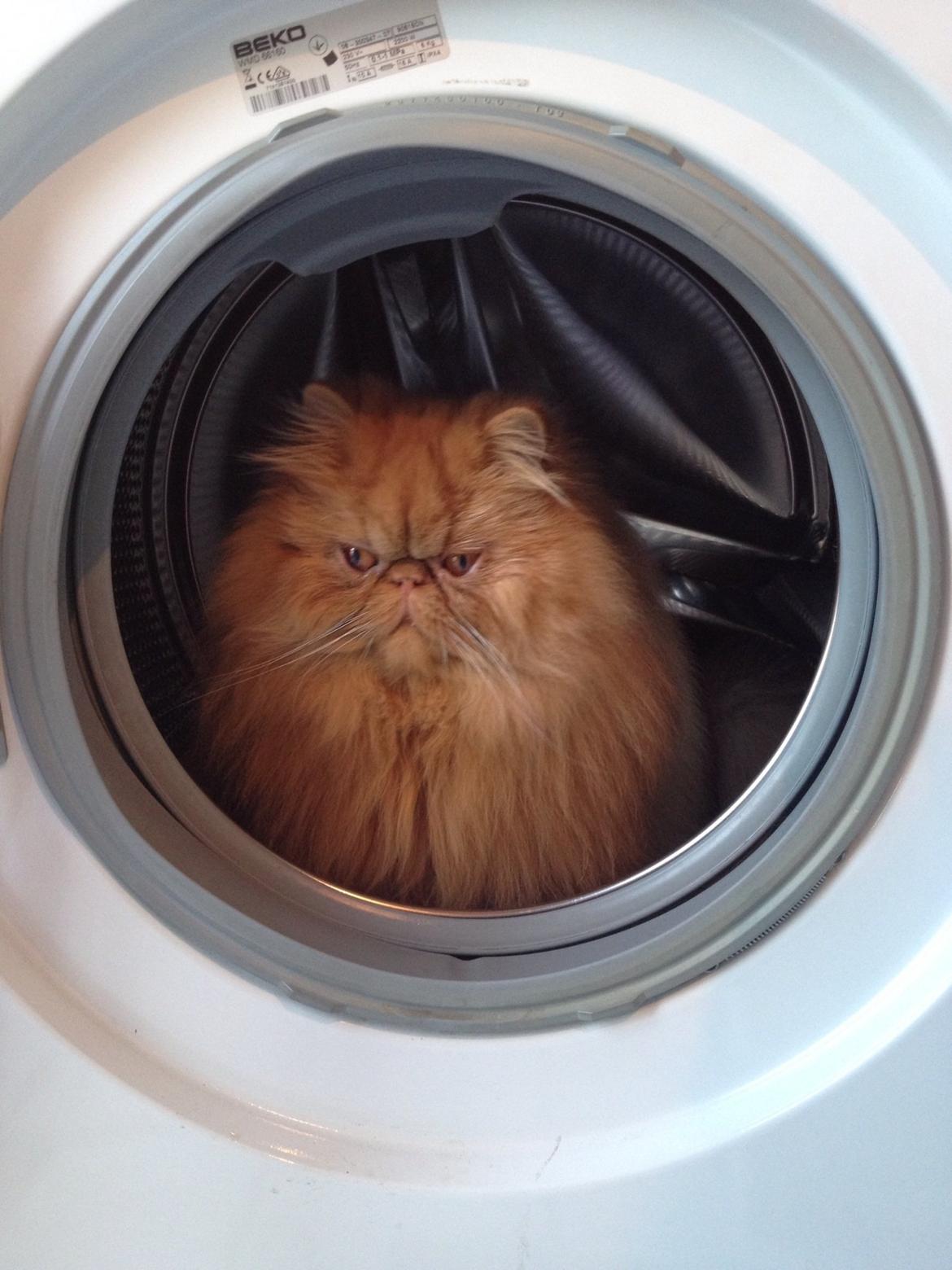 Perser Gucci misty Brown's  billede 5