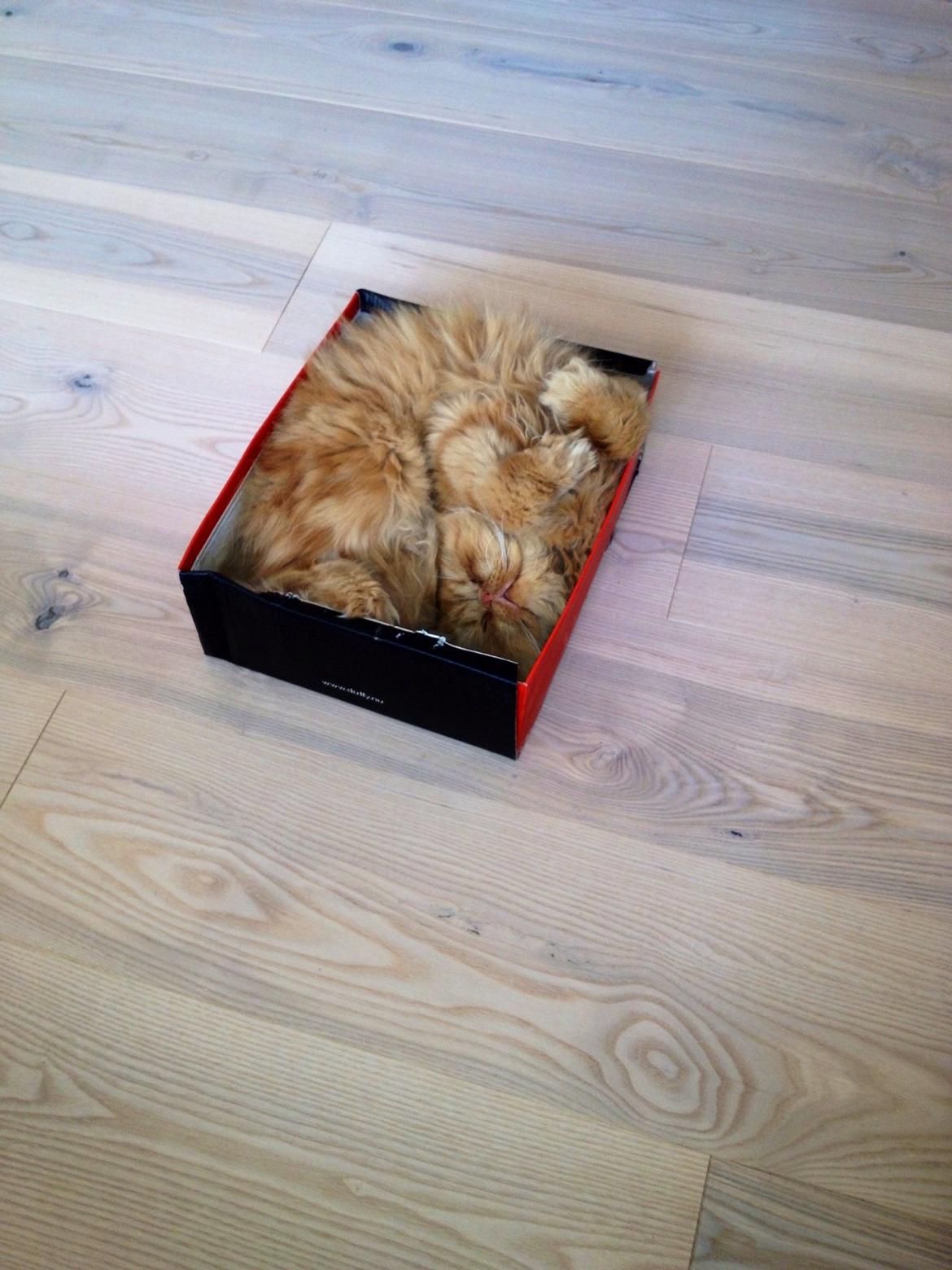 Perser Gucci misty Brown's  billede 6