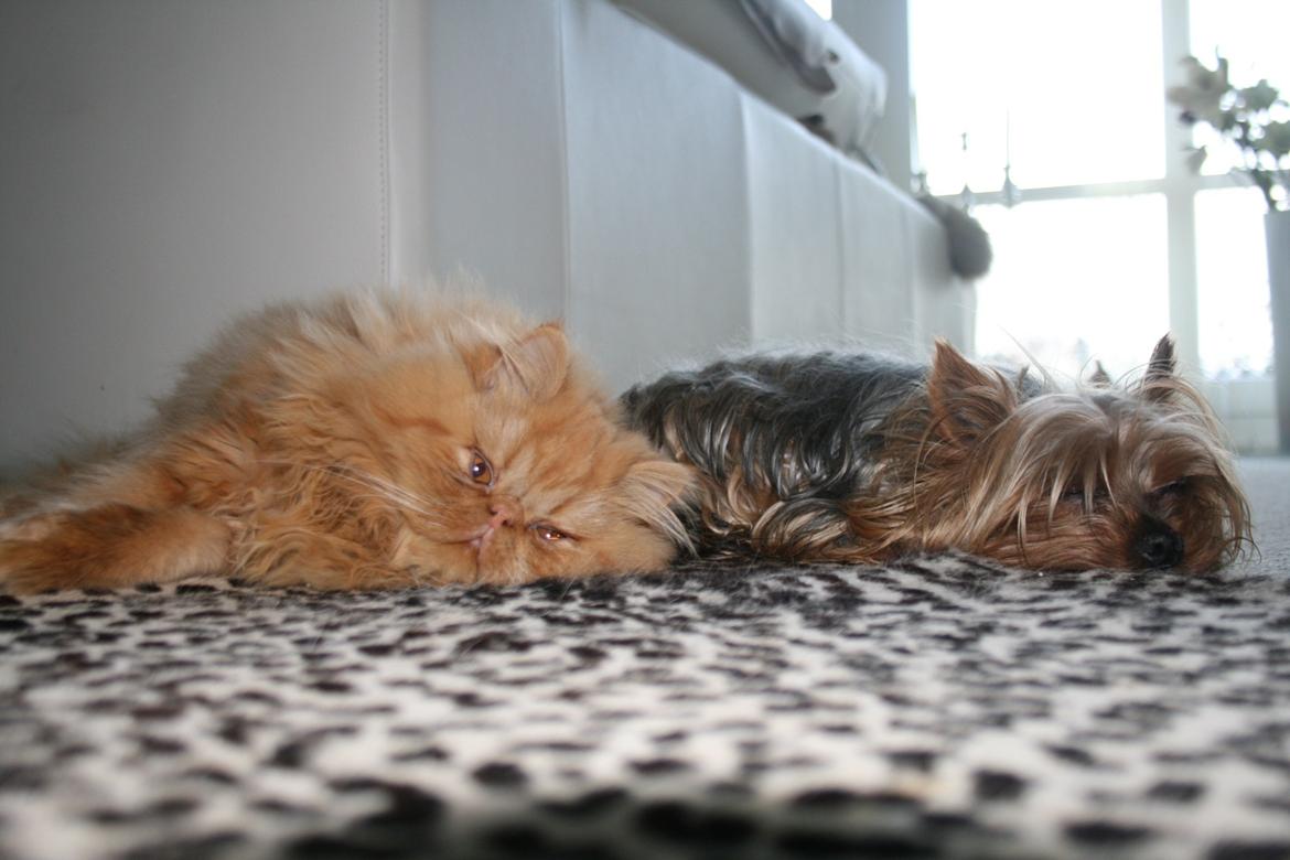 Perser Gucci misty Brown's  billede 7